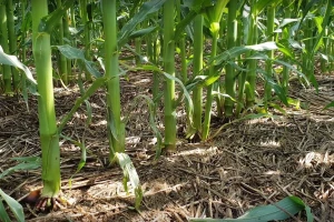 Koja je razlika između pojmova cover crop i siderat?