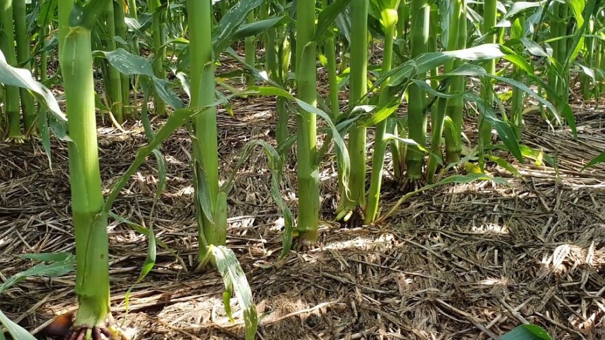 Koja je razlika između pojmova cover crop i siderat?