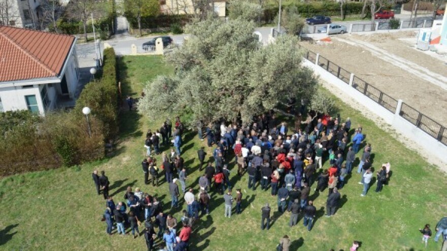 Maslina je kao žena - za vjernost traži pažnju!