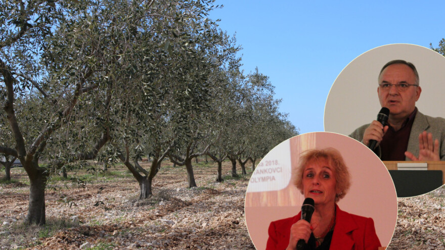 Hrvatska je prošle godine ostvarila najveći prinos maslina u zadnjih 5 sezona