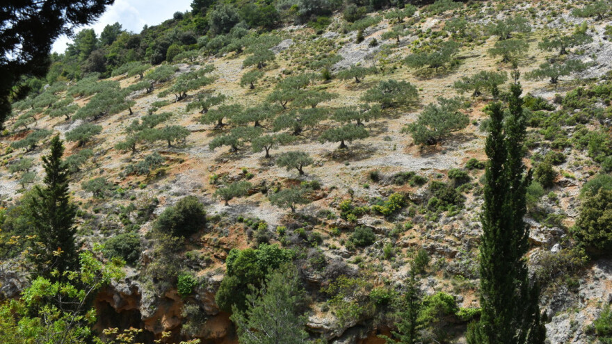 Rastu površine pod maslinama: Mjerom 4 do još 100 ha novih nasada na zapuštenom zemljištu