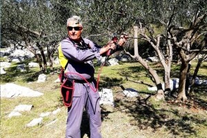 Maslinar iz Draga poslao ženu po zlatnu medalju jer - rezidba je