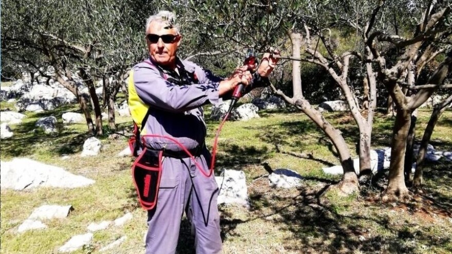 Maslinar iz Draga poslao ženu po zlatnu medalju jer - rezidba je