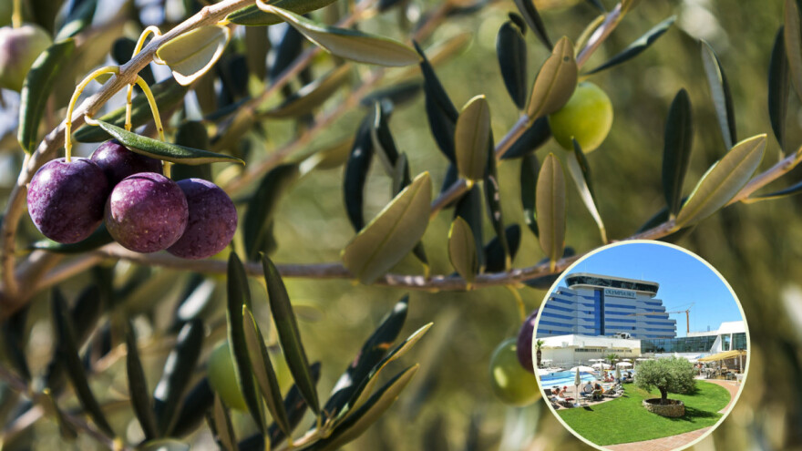 Jubilarna 20. manifestacija maslinara i uljara Noćnjak otvara svoja vrata