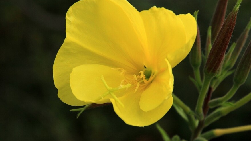 Noćurak - kako ga sami možete uzgojiti?