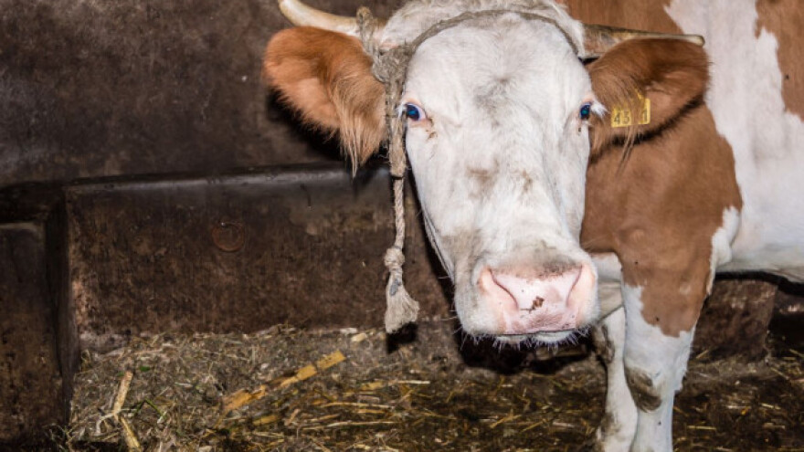Prestanak kvrgavosti kože goveda