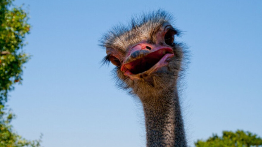 Noj iz Rumunjske zalutao u Srbiju