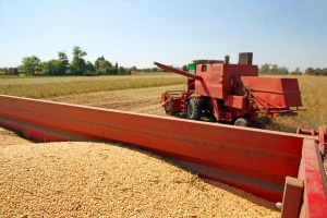 Non GMO soja - vetar u leđa Srbiji!