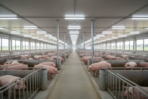 Nova beljska farma svinja