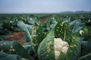 Nova bolest cvjetače