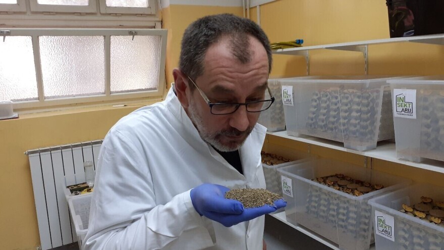 Prva hrvatska farma kukaca, cvrčci i vojnička muha alternativa GMO soji iz Brazila?