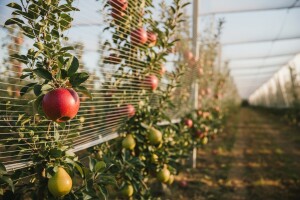Nova isplata iz IPARD-a u sektoru voća