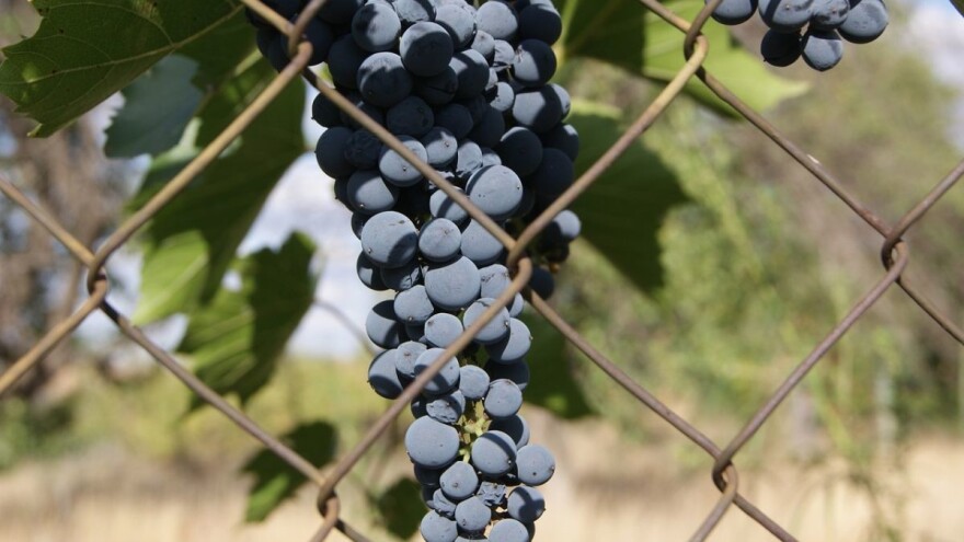 U Čilipima pronađena nova sorta vinove loze - s jedne loze ubrao 58 kg grožđa!