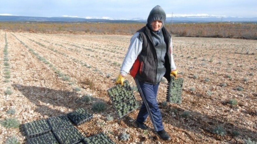 Smilje - suho zlato malih OPG-ova