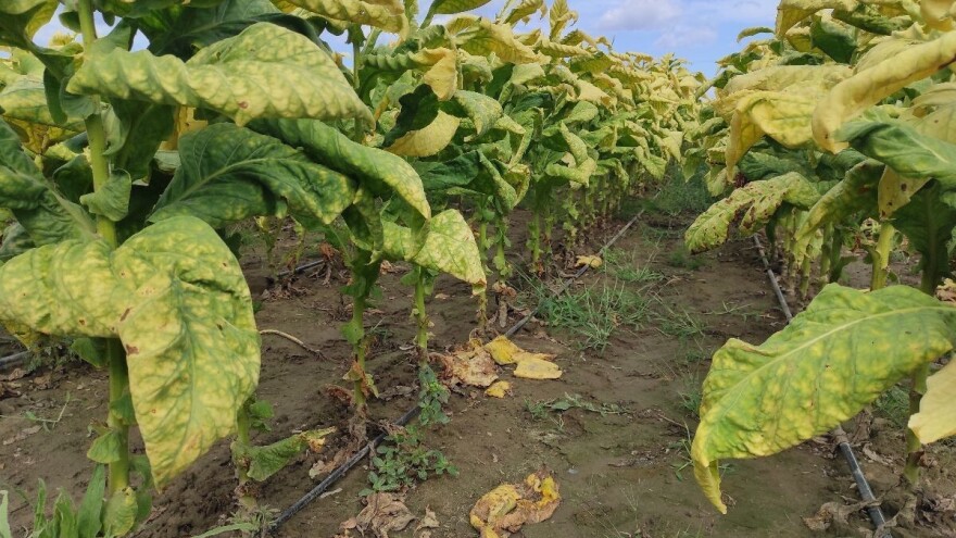 Rekordno rana berba duvana: Poljoprivrednici u Srpskoj napuštaju proizvodnju