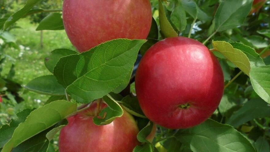 Nova sorta jabuke Ivana: Otporna na čađavu krastavost i pepelnicu