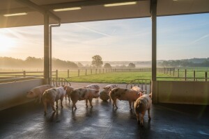 Nova svinjogojska farma