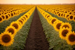 Nova tehnologija u proizvodnji suncokreta!