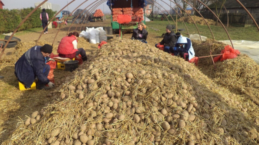 Šampioni u proizvodnji povrća i - kuglanju!