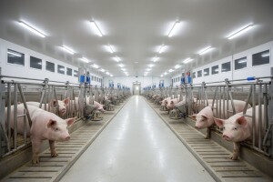 Nova ulaganja u domaću svinjogojsku proizvodnju