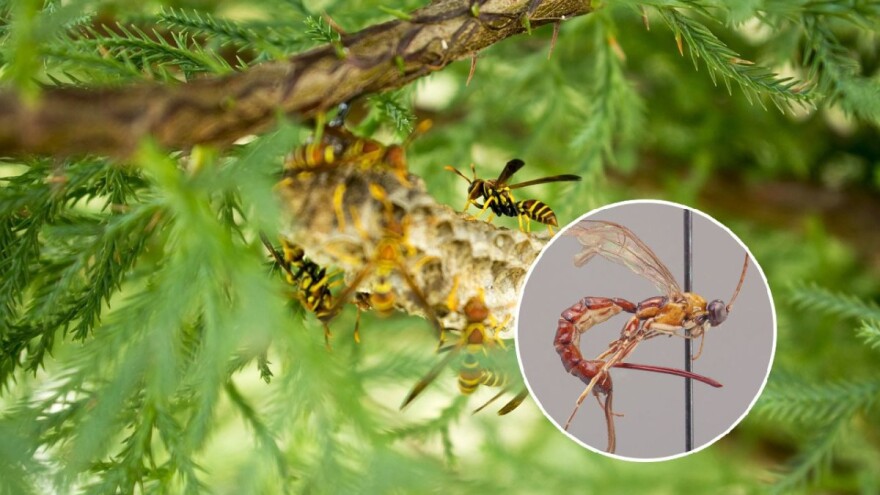 U Amazoni pronašli novu vrstu ose s divovskim žalcem