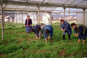 Kupovina udjela zadrugara završila u sudnici