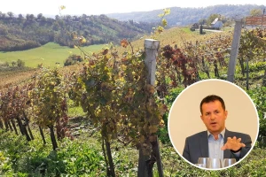 Edi Maletić: Ohrabruju prvi rezultati novih sorata vinove loze za ekološki uzgoj