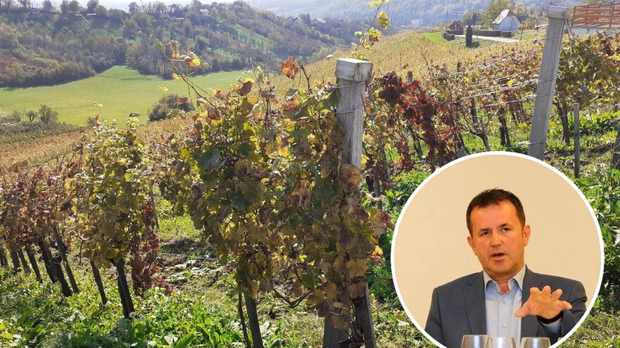 Edi Maletić: Ohrabruju prvi rezultati novih sorata vinove loze za ekološki uzgoj