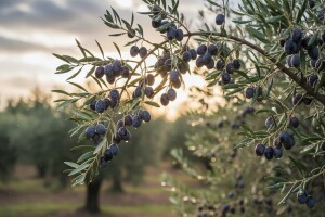 Novi broj časopisa Maslinar