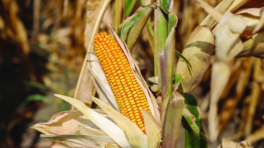 PLUS4GRAIN: Najviši prinosi na najboljim poljima