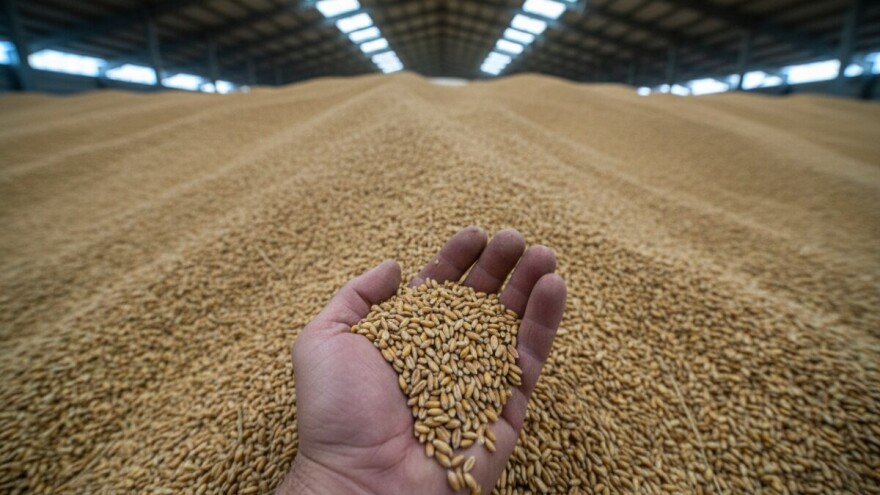 Novi lakši pad cijena žitarica i uljarica na svjetskom tržištu