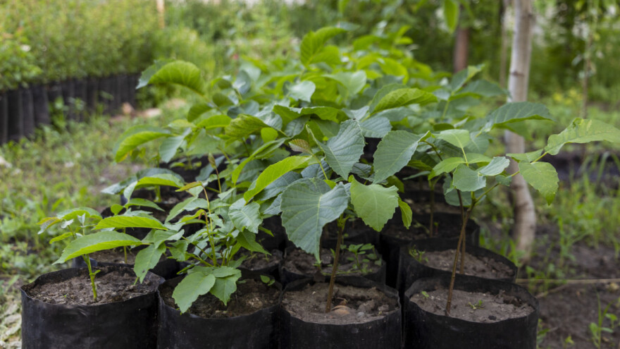 Isplaćeno preko milion KM za sadni materijal i zaštitu zdravlja životinja
