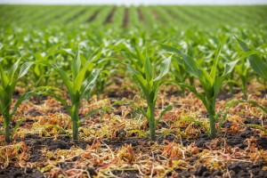 Novi partner protiv travnih korova u zaštiti kukuruza - Kelvin® 40 SC