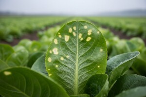 Novi patotipovi uzročnika plamenjače salate