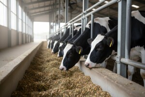 Novi pristup hranidbi junica Holstein pasmine