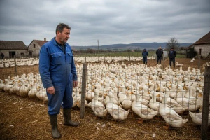 Novi slučaj influence ptica u domaće peradi