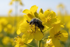 Novi (stari) štetnici uljane repice