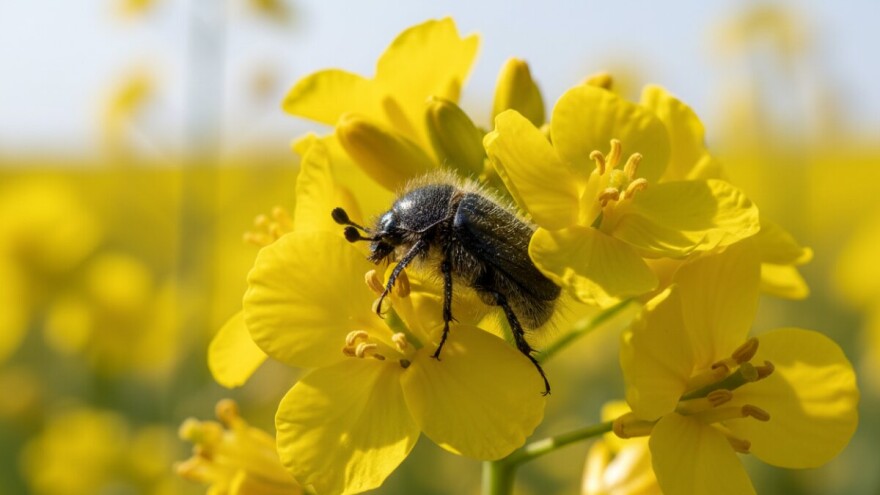 Novi (stari) štetnici uljane repice
