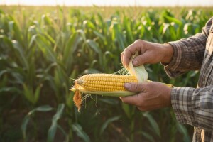 Novi Syngenta hibridi kukuruza za još bolji prinos!