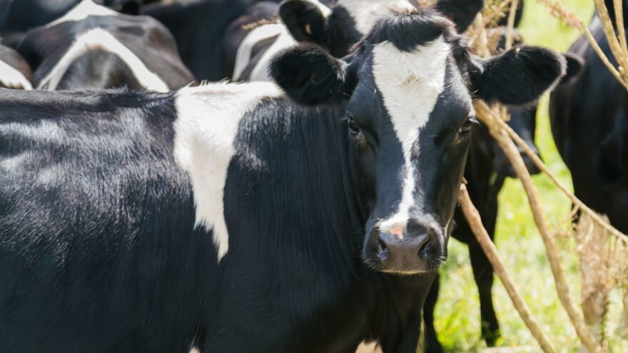 Novi Zeland: Kolju 150.000 goveda da bi iskorenili zarazu!