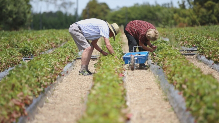 Hrvatski par uspijeva s jagodama u Novom Zelandu