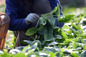 Novi izvještaj o pesticidima u hrani: Koje su kulture na vrhu liste?
