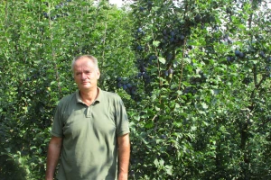Šljiva je rodila u Božićima - Novo Kuzman ima recept za uspjeh
