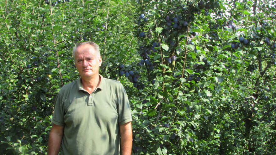 Šljiva je rodila u Božićima - Novo Kuzman ima recept za uspjeh