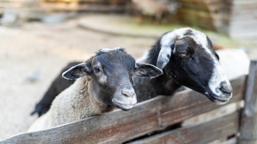 Novo Rješenje o zonama ograničenja zbog izbijanja kuge malih preživača