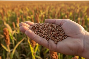 Novo u KWS asortimanu - sirak za proizvodnju zrna