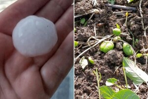Grad veličine jajeta padao u Zaječaru. Plodovi šljive na zemlji, štete se zbrajaju