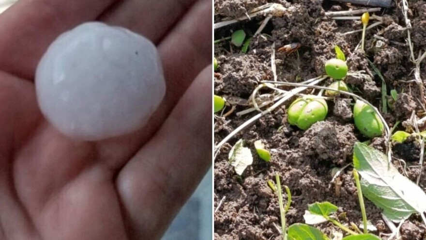 Grad veličine jajeta padao u Zaječaru. Plodovi šljive na zemlji, štete se zbrajaju