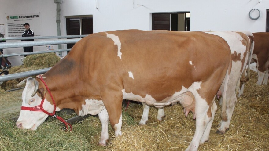 Reč stručnjaka: Kako sastaviti dobar obrok za krave?