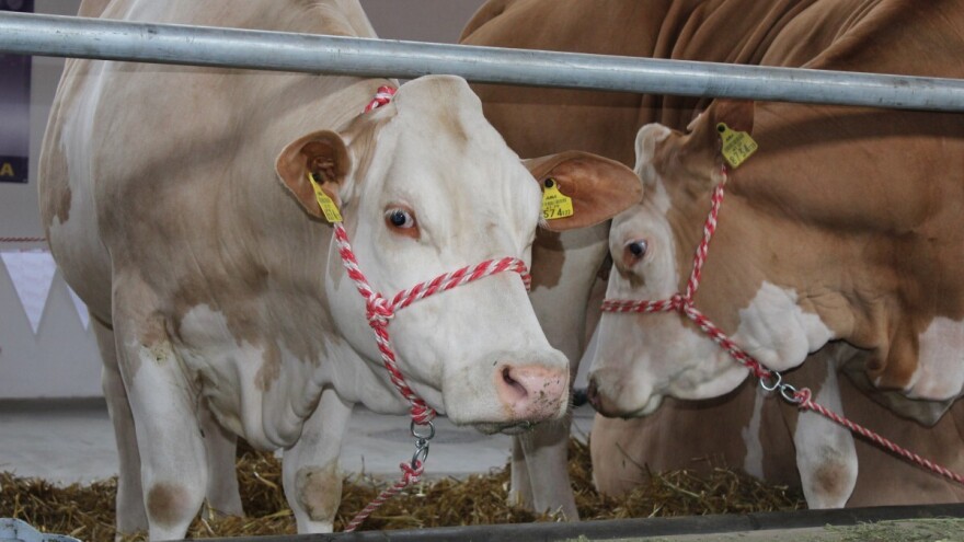 Razmena do 17.000 tona merkantilnog kukuruza za tovnu junad